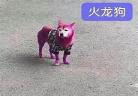火龙果狗狗小视频