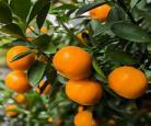 citrus无删减
