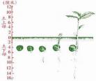 种子萌发过程视频讲解植物种子 种子的萌发视频