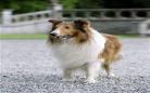 《新灵犬莱西